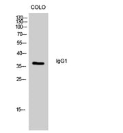 IgG1 rabbit pAb
