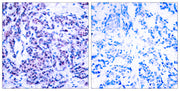 Jun D (phospho Ser255) rabbit pAb