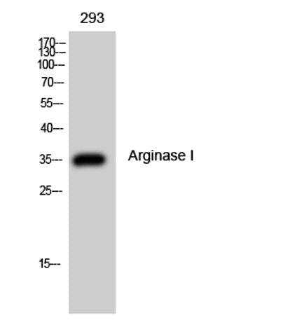 Arginase I rabbit pAb
