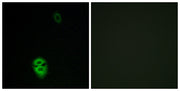 Olfactory receptor 4K17 rabbit pAb