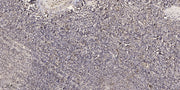 CTRP8 rabbit pAb