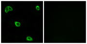 Olfactory receptor 10K1/2 rabbit pAb