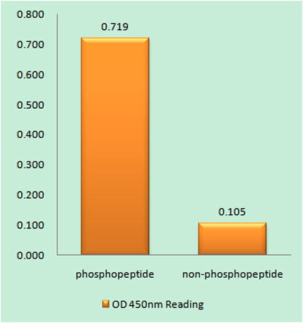 Op18 (phospho Ser62) rabbit pAb