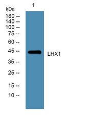 LHX1 rabbit pAb