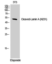 Cleaved-Lamin A (N231) rabbit pAb