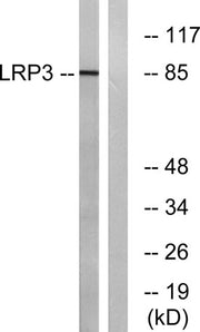 LRP3 rabbit pAb