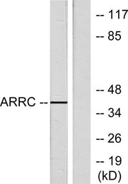 Arrestin-C rabbit pAb