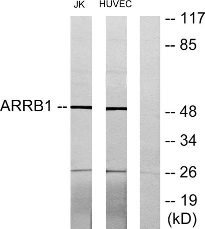 Arrestin-β-1 rabbit pAb