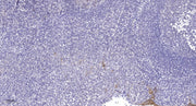 Lsk rabbit pAb