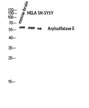 Arylsulfatase E rabbit pAb