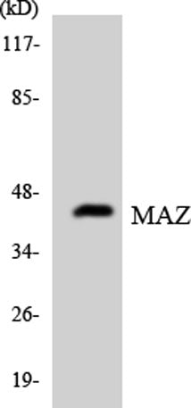 MAZ rabbit pAb