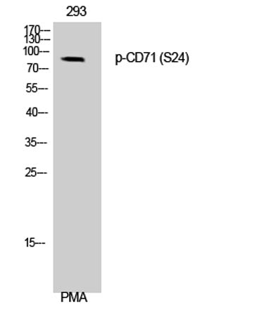 CD71/TfR (phospho Ser24) rabbit pAb