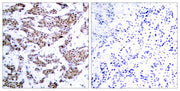 MEF-2 (phospho Thr312) rabbit pAb