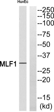 MLF1 rabbit pAb