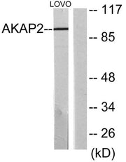 AKAP 2 rabbit pAb