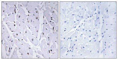 c-Myb (phospho Ser12) rabbit pAb