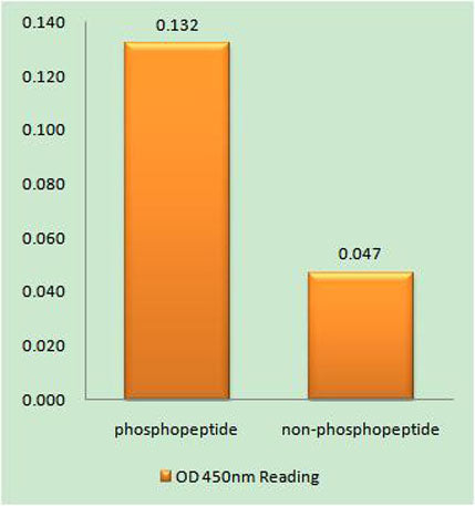 c-Myb (phospho Ser532) rabbit pAb