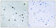 Myosin Id rabbit pAb