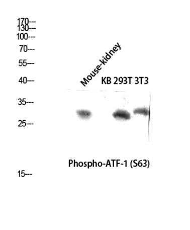ATF-1 (phospho Ser63) rabbit pAb