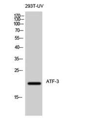 ATF-3 rabbit pAb