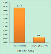 ATP-citrate synthase (phospho Ser455) rabbit pAb
