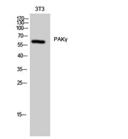 PAKγ rabbit pAb