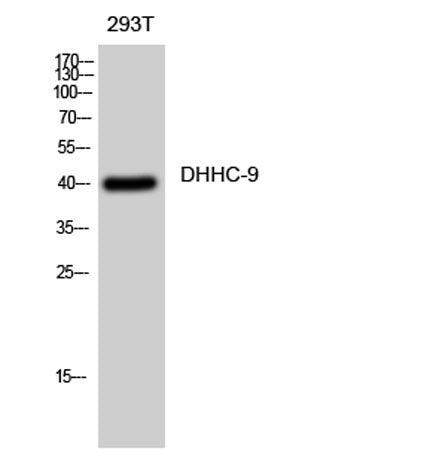 DHHC-9 rabbit pAb