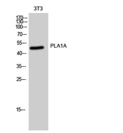 PLA1A rabbit pAb