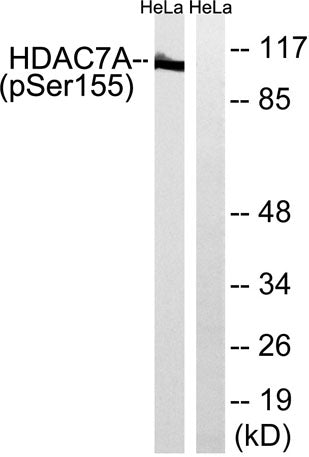HDAC7 (phospho Ser155) rabbit pAb