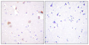 PC-PLD1 rabbit pAb