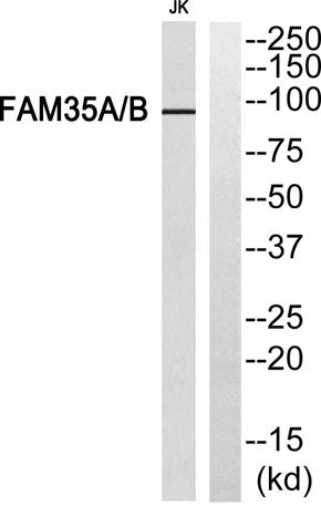 FAM35A/B rabbit pAb