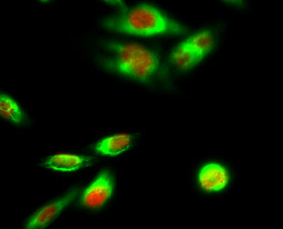 PPAR-α rabbit pAb