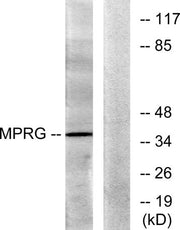 mPRγ rabbit pAb