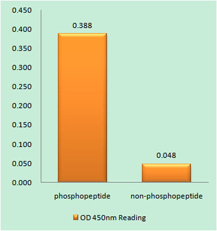 PP1α (phospho Thr320) rabbit pAb