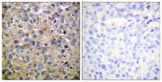 PP1α rabbit pAb