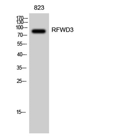 RFWD3 rabbit pAb