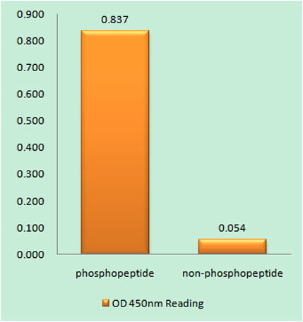 AMPKβ1 (phospho Ser182) rabbit pAb