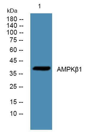 AMPKβ1 rabbit pAb