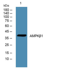 AMPKβ1 rabbit pAb