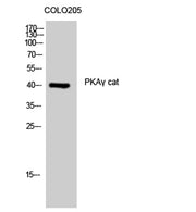 PKAγ cat rabbit pAb