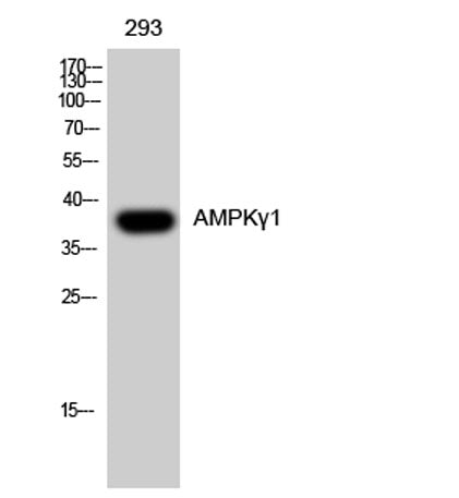 AMPKγ1 rabbit pAb