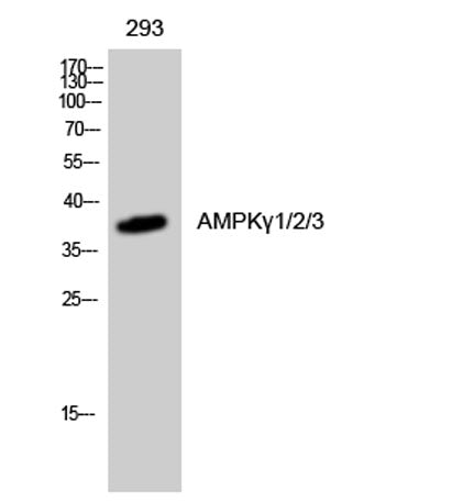 AMPKγ1/2/3 rabbit pAb