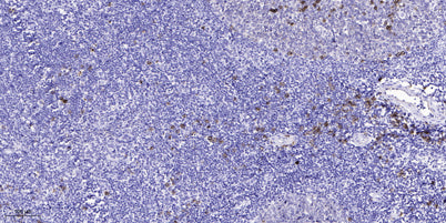 cGKII (phospho Ser126) rabbit pAb