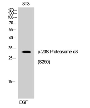 20S Proteasome α3 (phospho Ser250) rabbit pAb