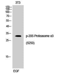 20S Proteasome α3 (phospho Ser250) rabbit pAb