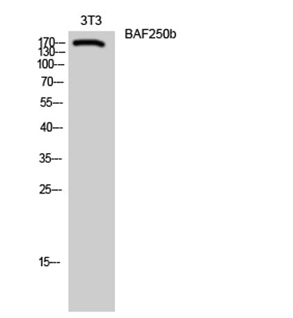 BAF250b rabbit pAb