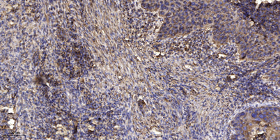 CdGAP (phospho Thr789) rabbit pAb