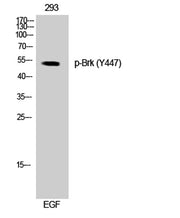 Brk (phospho Tyr447) rabbit pAb