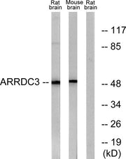 ARRDC3 rabbit pAb