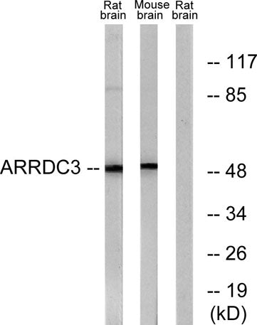 ARRDC3 rabbit pAb
